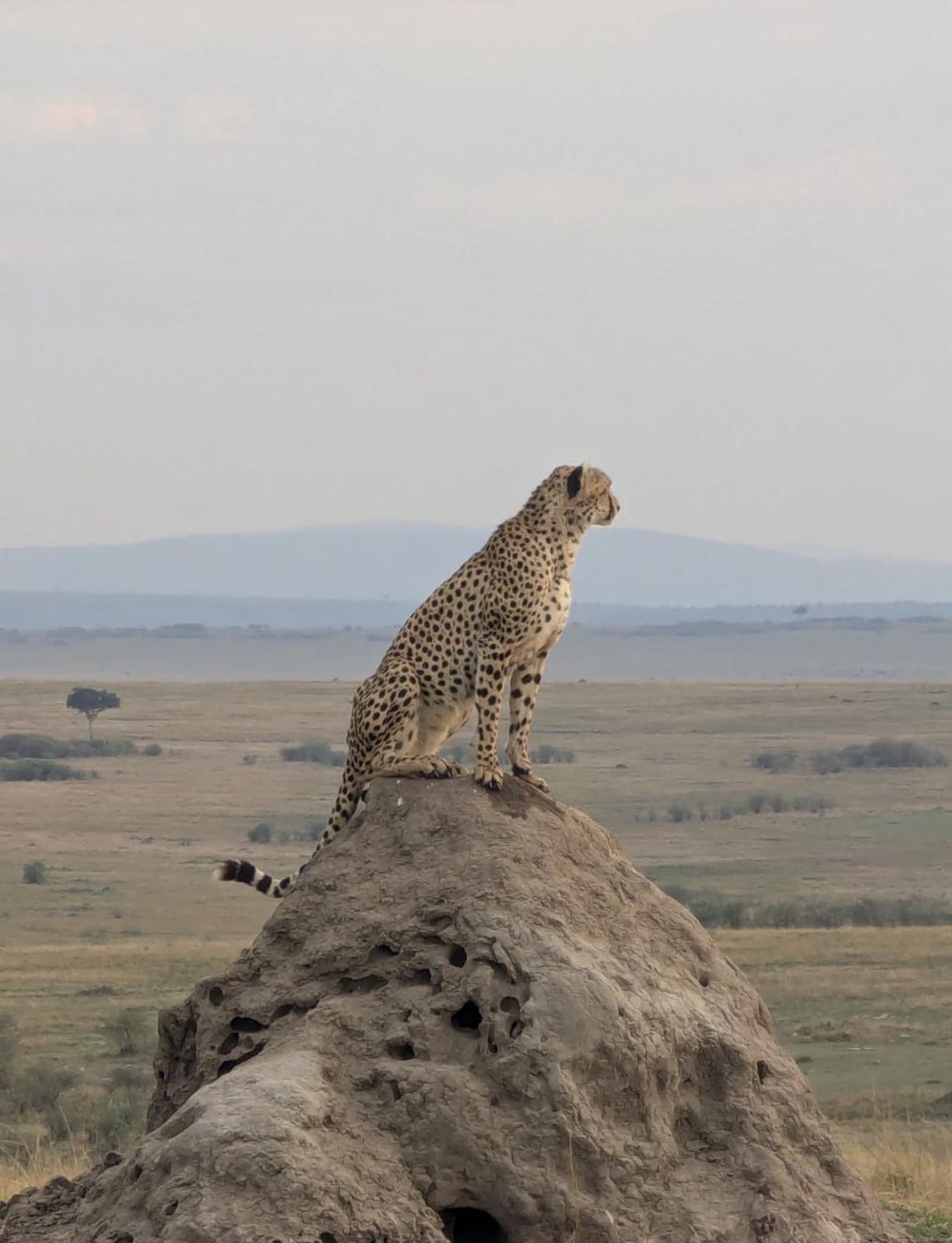 Amboseli