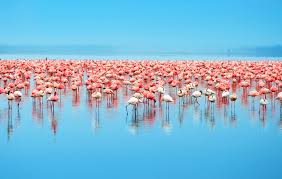 lake nakuru