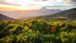 Kakamega Forest Tour