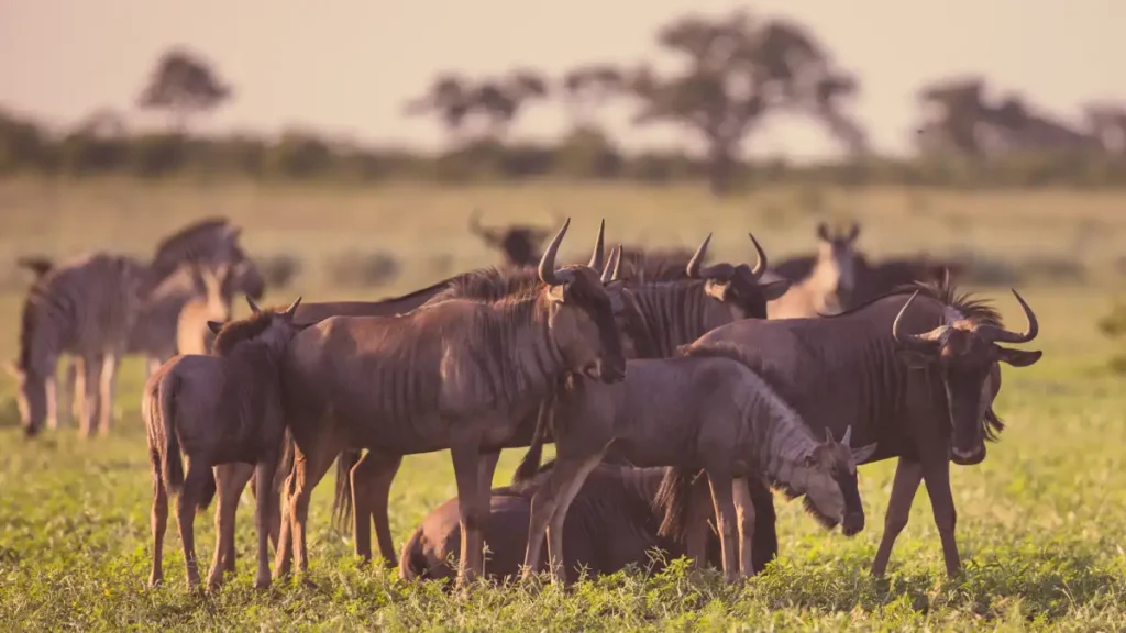 Best Wildlife tours in Kenya