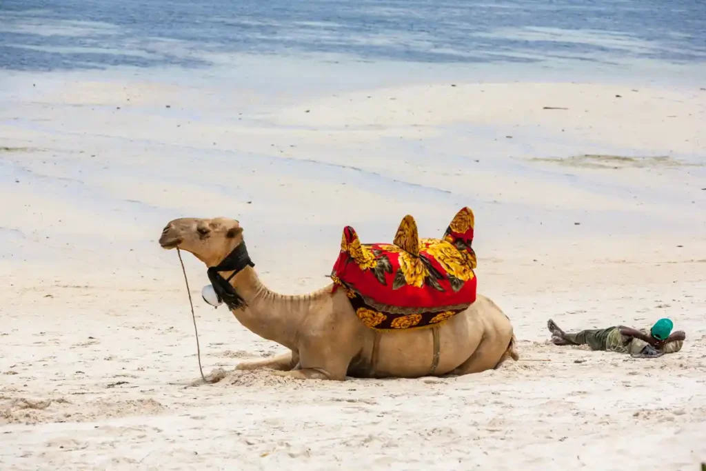 Lamu Tour Package