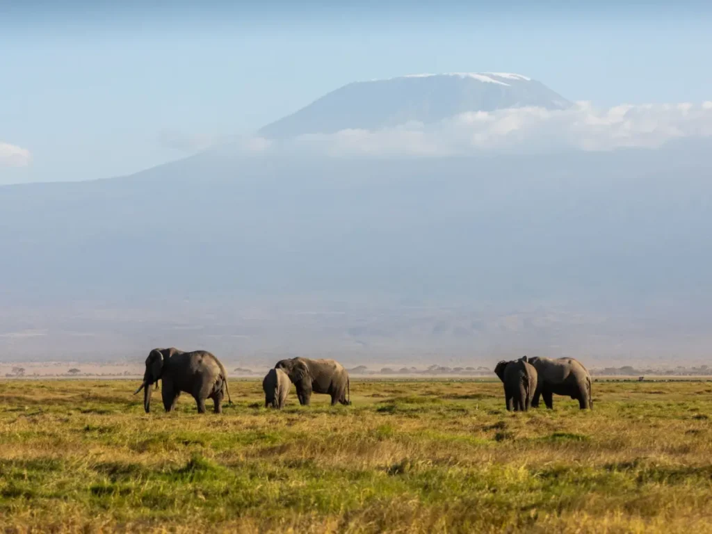 Kenya Safari Packages