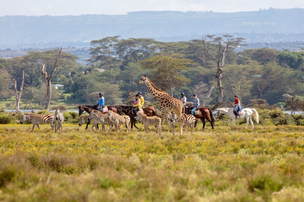 horse riding with wildlife in naivasha