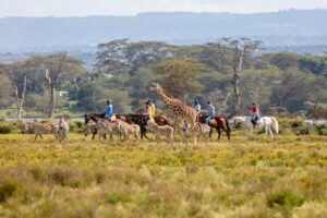 horse riding with wildlife in naivasha